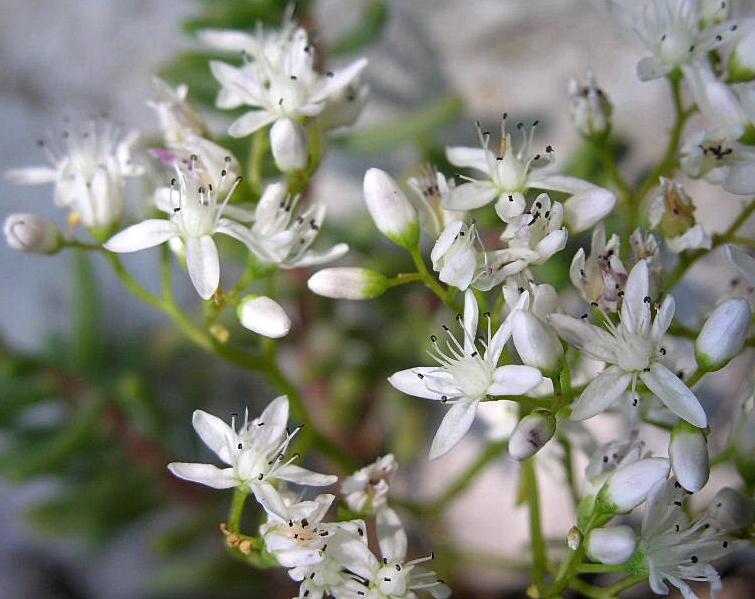 Sedum album / Borracina bianca